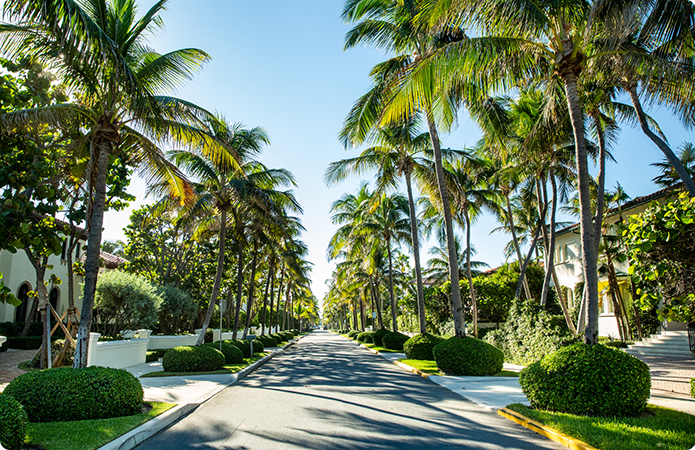 View from road with palm trees lined up on both sides of the street